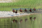 Glossy Ibis