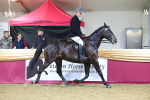 Class O Ridden Show Horse Champ portfolio