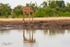 Impala at Waterhole 1
