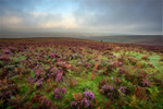 Moorland Colour