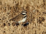 Killdeer, Bosque del Apache, New Mexico, USA