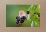 49 Harvest Mouse & Blackberries