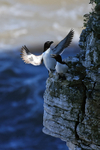 Razorbill lands on cliff ledge, Flamborough Head