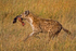 Hyena with Lunch