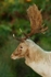 Leucistic Fallow Deer stag - Bradgate Park