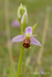 Bee Orchid.  Ref 8713