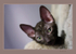 Coco 7 weeks - 2