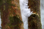 Snow - 13