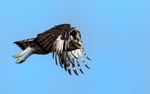 Focused in Flight