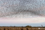Starling Murmurations, Avalon Marshes_GS1100