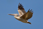 Pink-backed Pelican portfolio