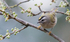 Golden-crowned Kinglet in Plum tree