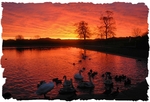 Curlie Sunrise 1