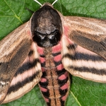 Privet hawk moth. (Sphinx ligustris)