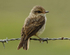 Vermillion Flycatcher juvenile