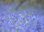 24th April Dorset Bluebells