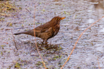 Blackbird Turdus merula-0234