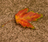 Autumn Leaf 2