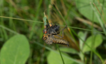 Robber Fly