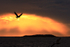 Sea Eagle flying at sunset, Flatanger, Norway