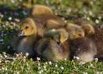 Canada Goose goslings