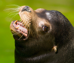 Sea Lion