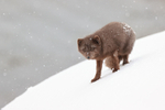 Arctic Fox hesitates on slope, Hornstrandir, Iceland
