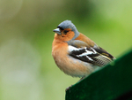 Chaffinch (male) at Dunvegan Castle