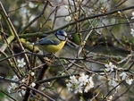 Blue Tit