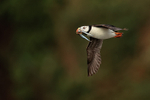 Horned Puffin with fish in flight, Duck Island, Alaska
