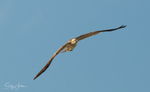Osprey in Flight 5