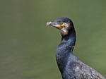 Cormorant - Phalacrocorax carbo