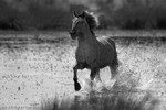 Captive portfolio