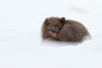 Arctic Fox resting, Hornstrandir, Iceland