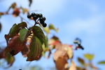 Berry 1