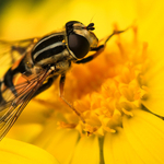 Hoverfly