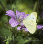 Small White