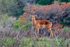 Impala, St. Lucia, South Africa