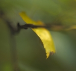 autumn birch