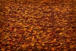 Cinquantenaire Park - November 2012
