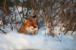 Red Fox in snow_ AGTO160