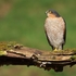 Sparrowhawk