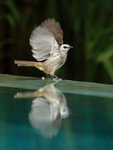 Yellow-vented Bulbul portfolio
