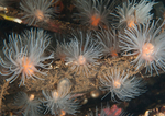Protanthea simplex