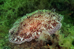 Pleurobranchus membranaceus