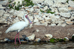spoonbill