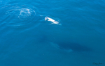 Humpback Baby 6