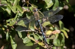 Migrant Hawker.