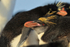 Macaroni Penguin in Rockhopper colony, Sea Lion Island