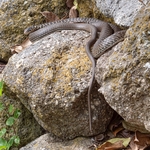 Green whip snake (Hierophis viridiflavus) 